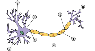 Neuron ja sünaps